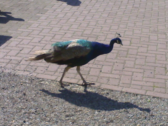 2006 Willingen 136 web